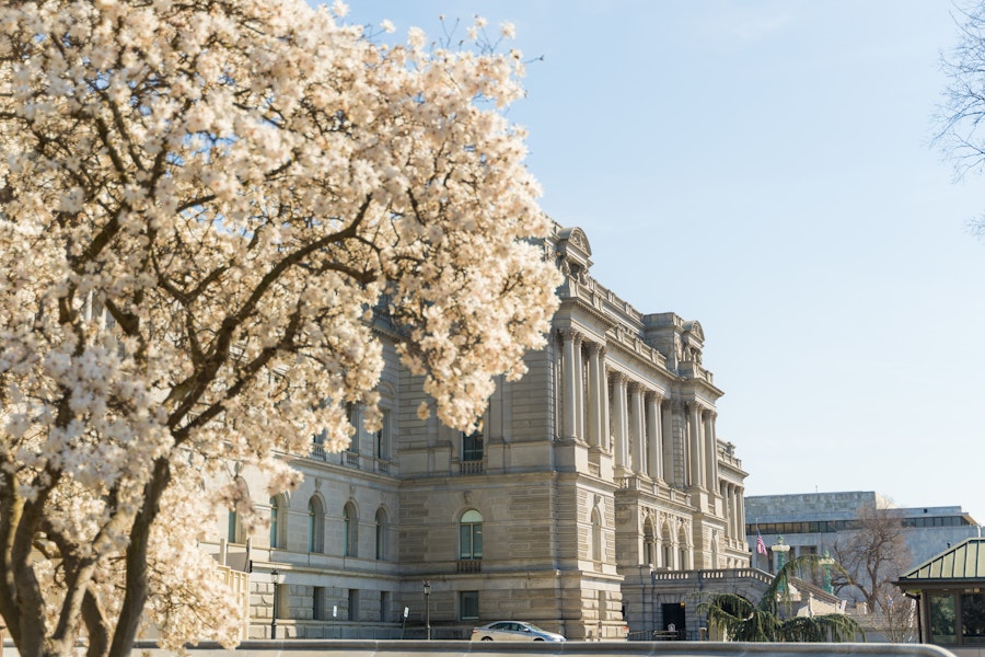 A tree in full bloom frames the historic Library of Congress building under a clear blue sky.